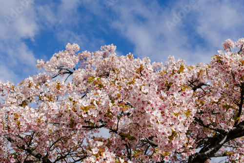 pink cherry blossom