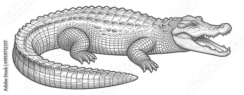 Detailed vintage engraving of alligator with open mouth and teeth