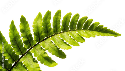 Photos Vibrant green fern frond, displaying delicate pinnate leaves and intricate natur
