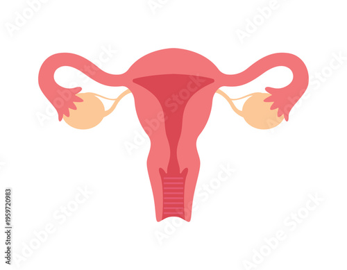 Vector illustration of female reproductive system showing uterus, ovaries, and fallopian tubes isolated on light background for medical and educational use.