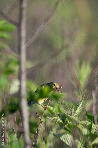 American Goldfinch ducked down behind tree branches at Big Meadows in Shenandoah National Park