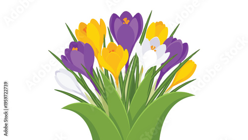 Crocus Flowers Bouquet with Colorful Purple Yellow and White Blossoms