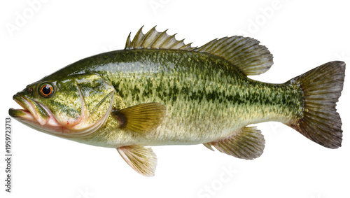 Powerful largemouth bass fish with striking green patterns, a popular American game fish