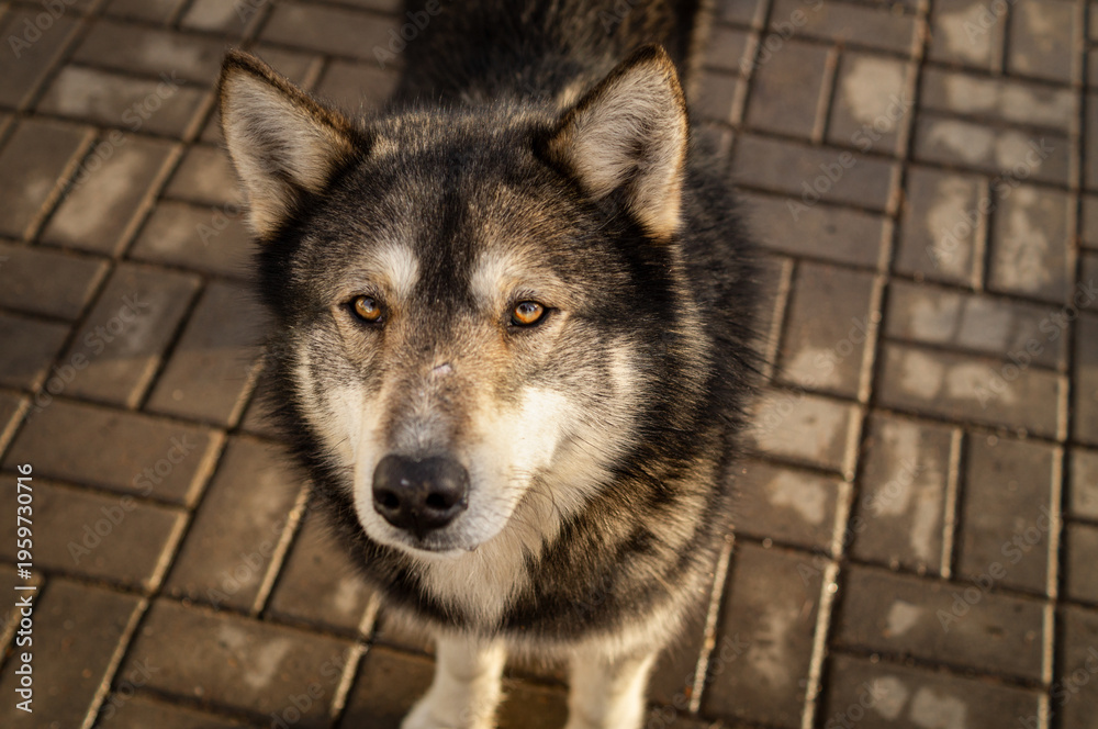 Fototapeta premium Wolf-like dog standing on paved city walkway, looking at camera in warm sunlight. Urban pet portrait with natural expression, calm mood and detailed fur texture. Domestic animal outdoors.