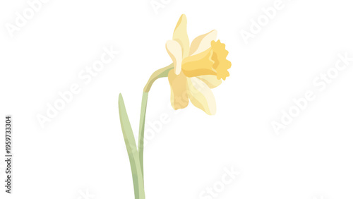 Daffodil Flower Elegant Minimalist Flat Vector Illustration with Soft Pastel Colors