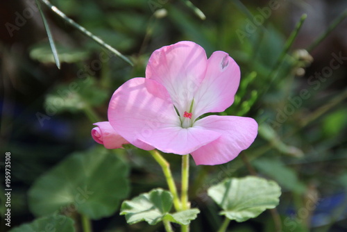 Soft pink flower blooming in natural light close up view