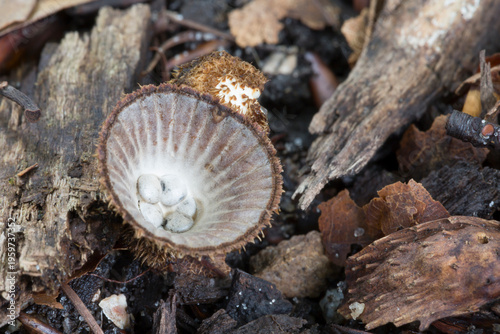 Bild auf Leinwand Fluted bird's nest (Cyathus striatus) in the Netherlands