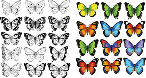 Butterfly set vector illustration collection featuring detailed line art and colorful butterflies in different species wings patterns isolated on white background design elements