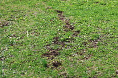 yard damage created by a mole tunnels dirt 