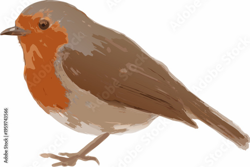 A detailed illustration of a european robin with orange plumage