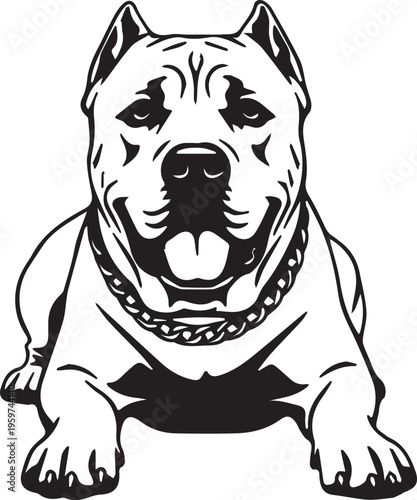 presa canario dog with collar