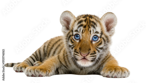 Captivating baby tiger cub with vivid blue eyes lying relaxed and staring intently