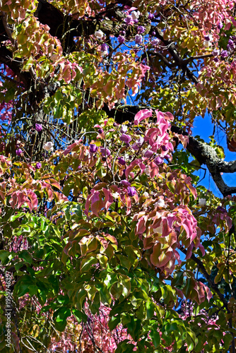 Monkey pot tree flowers and leaves (Lecythis pisonis) in Rio de Janeiro, Brazil