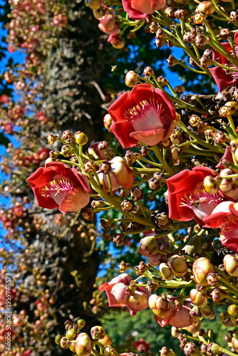 Cannonball tree flowers and buds (Couroupita guianensis) in Rio de Janeiro, Brazil