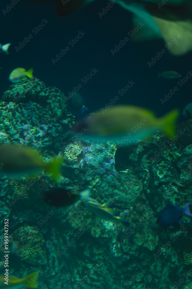 Fototapeta premium Underwater scene of fish swimming over a textured coral reef, captured with soft focus and natural tones, showcasing marine life and ocean habitat with a calm, immersive feel