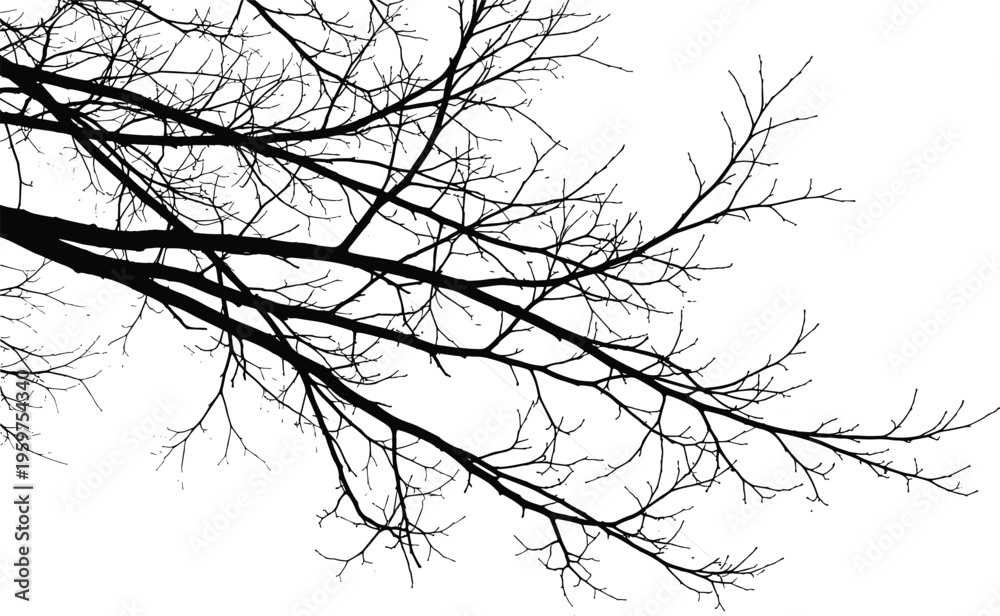Fototapeta premium Black silhouette of intricate bare winter tree branches reaching across a white background for minimalist nature or seasonal design vector