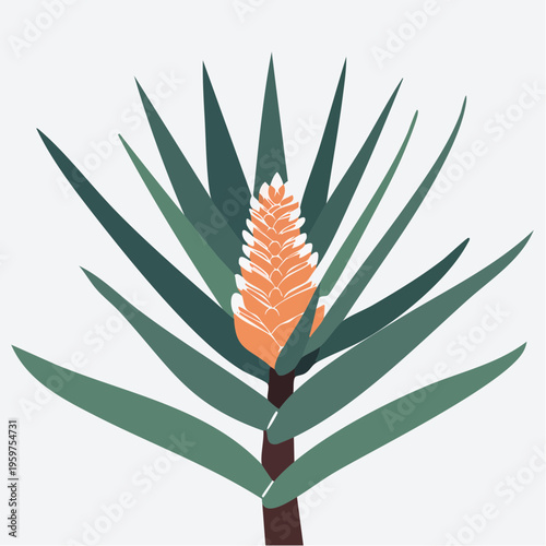 Minimalist Flat Vector Illustration of a Vibrant Bromeliad Tropical Plant with Colorful Central Bract and Green Foliage