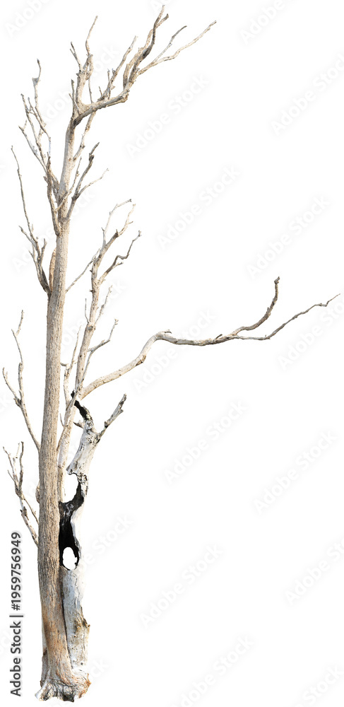 Obraz premium Dead tree with dry branches - High Detail Texture