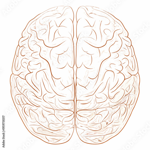 A detailed illustration of a human brain viewed from above