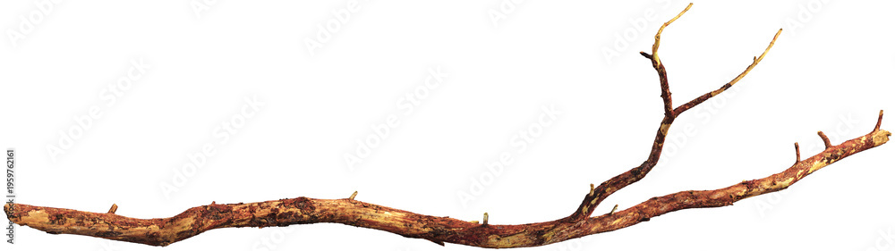 Fototapeta premium Tree branch with detailed bark texture