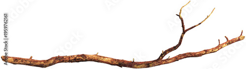 Tree branch with detailed bark texture