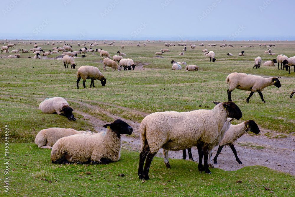 Obraz premium Sheep grazing in the fields around Mont Saint Michel Abbey in Normandy
