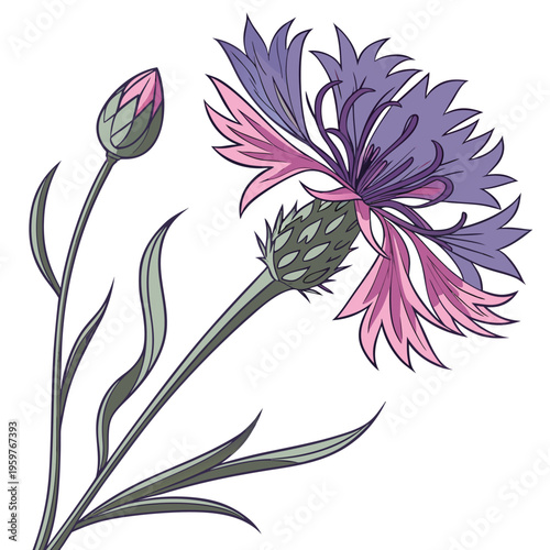 bachelor button colorful on white background