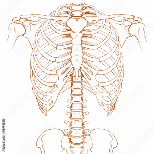 Anatomical illustration of the human ribcage spine and sternum