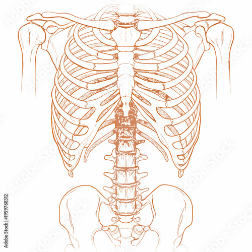 Anatomical drawing of the human ribcage spine and upper pelvis