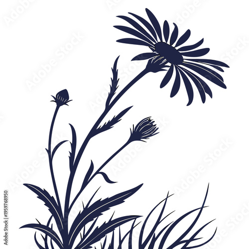alpine aster silhouette on white background
