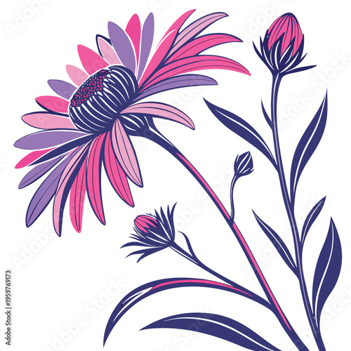 alpine aster colorful on white background