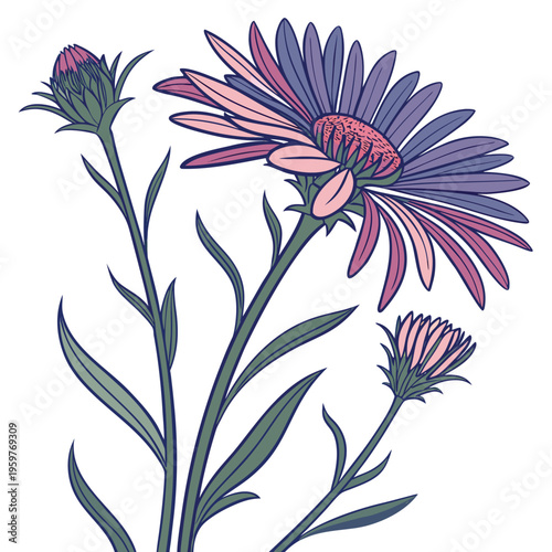 alpine aster colorful on white background