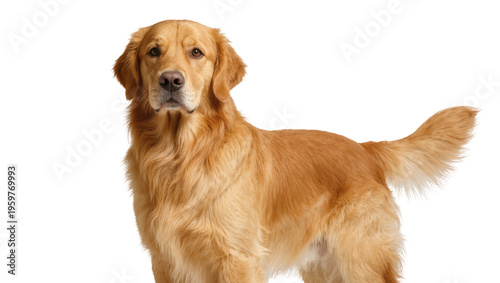 Canvastavla Beautiful Golden Retriever dog standing gracefully with an attentive expression,