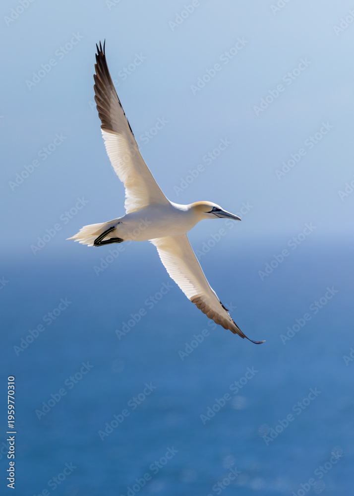 Fototapeta premium Northern gannet seabird 