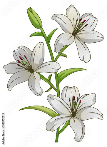 White lily floral botanical clipart PNG isolated.