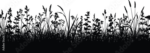 Silhouette of wild grass and plants at the edge of field on transparent background