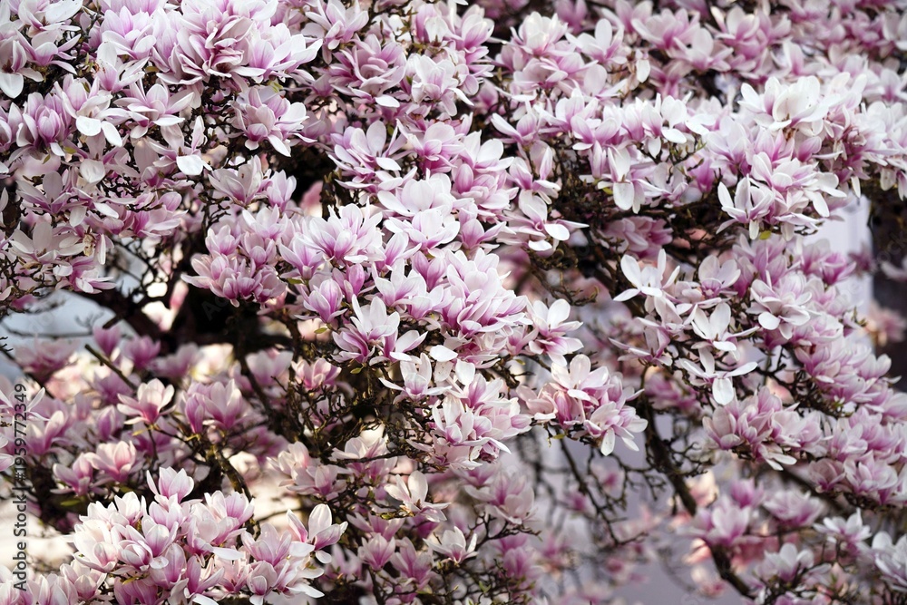 Fototapeta premium Magnolie