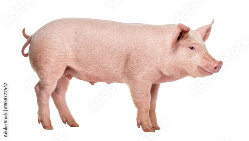 Farm pig standing in side view, a healthy domestic animal often raised for pork