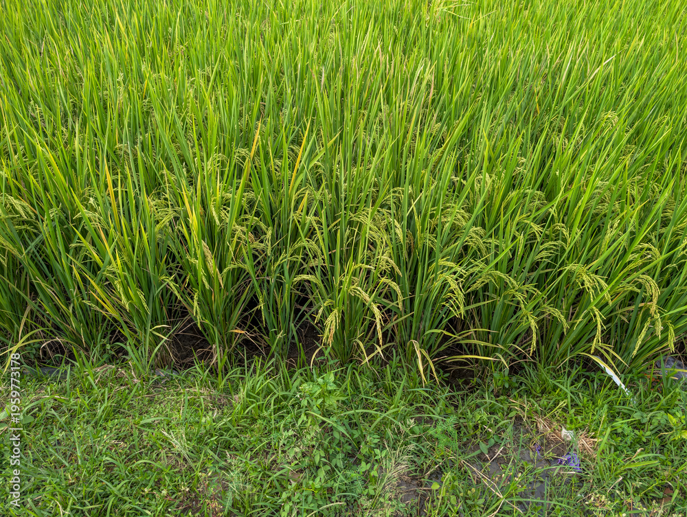 Fototapeta premium Lush green rice fields display the growth of rice ready for harvest.