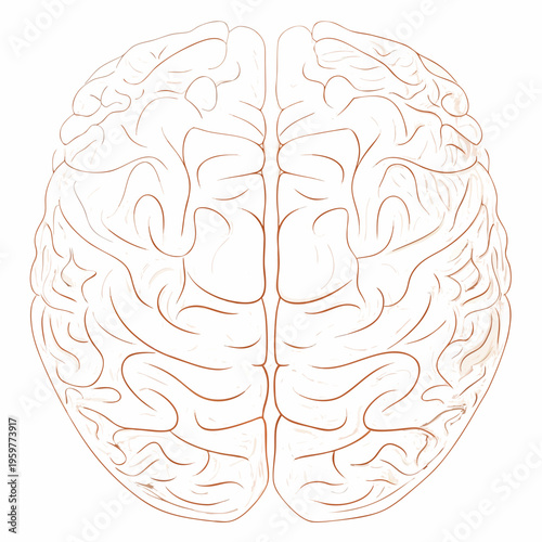 An anatomical illustration of a human brain viewed from above