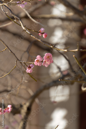 pink cherry blossom