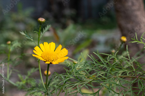 Close up of Yellow beautiful flower with green blur background