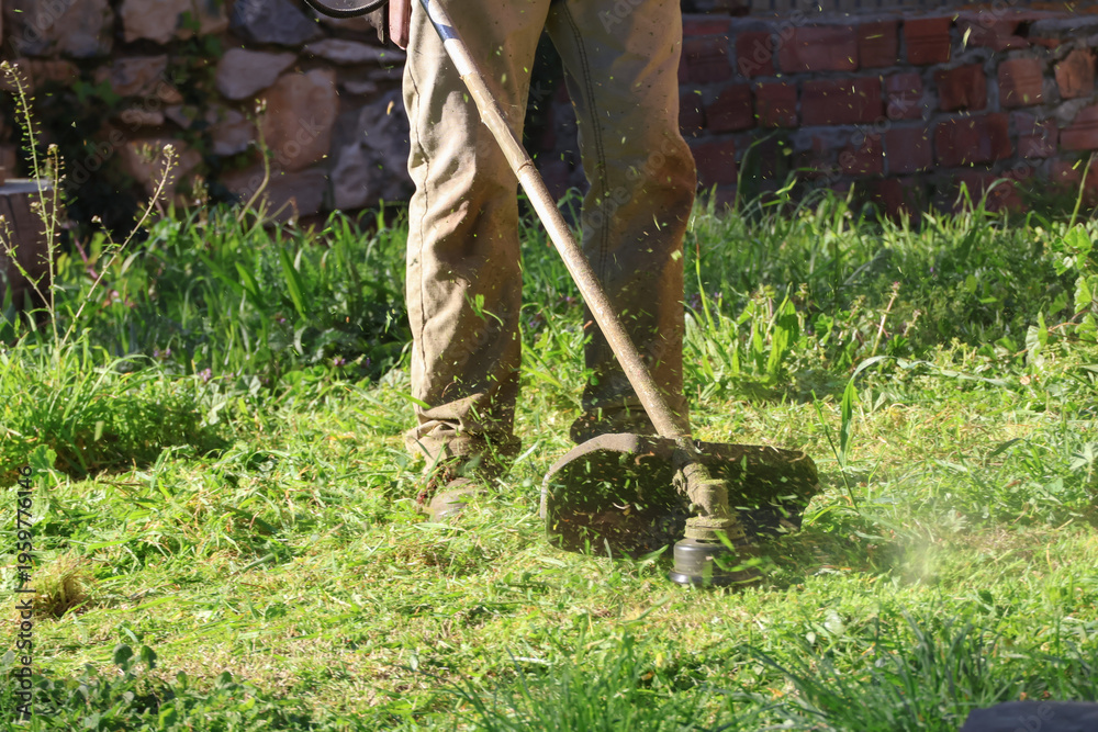 Fototapeta premium Garden maintenance concept with trimmer cutting green grass, Seasonal gardering work 