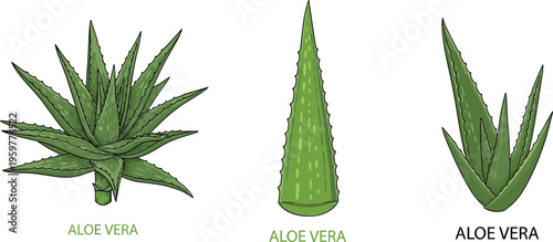 Aloe Vera Plant Varieties with Different Leaf Shapes for Skincare, Health, and Natural Remedies