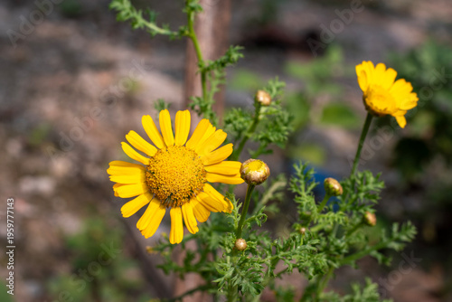 Yellow beautiful flower with green blur background
