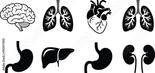 Black and white line of human brain lungs heart and kidneys isolated on white background line human brain