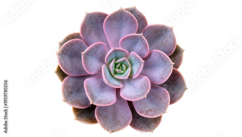 Quadro su tela Vibrant purple and green Echeveria succulent plant in a beautiful rosette shape
