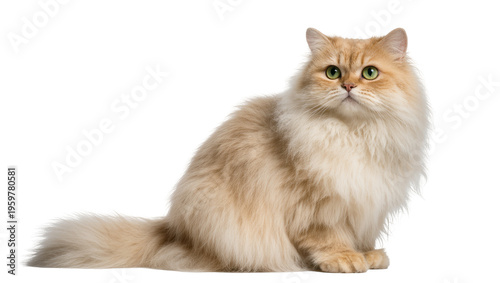 Bild auf Leinwand Charming long-haired golden cat with fluffy fur and captivating green eyes sitti