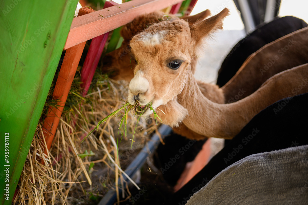 Fototapeta premium Alpaca feeding scene. Close-up of alpacas eating hay and freshly cut grass from feeding trough on rural farm. Lama pacos, Vicuna pacos. Animal care on farm, alpaca farm.