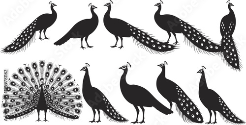 Black and white of four different bird species with detailed feather patterns wings beak
